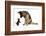 German Shepherd Dog Bitch, Coco, Looking Down on Black Kitten-Mark Taylor-Framed Photographic Print