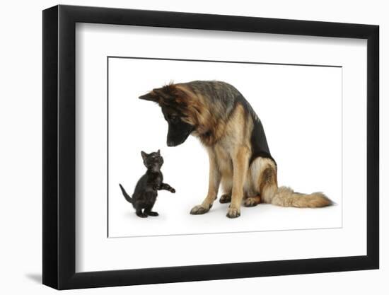 German Shepherd Dog Bitch, Coco, Looking Down on Black Kitten-Mark Taylor-Framed Photographic Print