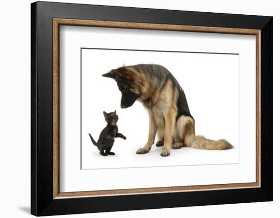 German Shepherd Dog Bitch, Coco, Looking Down on Black Kitten-Mark Taylor-Framed Photographic Print