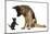 German Shepherd Dog Bitch, Coco, Looking Down on Black Kitten-Mark Taylor-Mounted Photographic Print