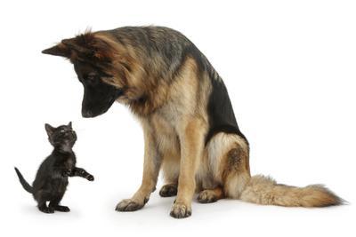 kitten and german shepherd