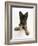 German Shepherd Dog Bitch Pup, Coco, 14 Weeks Old, with Raised Paw-Mark Taylor-Framed Photographic Print