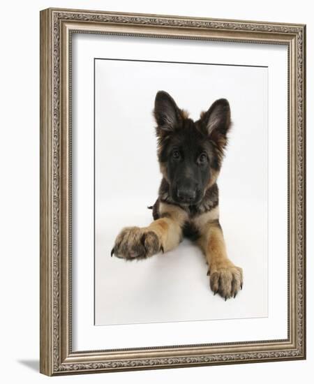 German Shepherd Dog Bitch Pup, Coco, 14 Weeks Old, with Raised Paw-Mark Taylor-Framed Photographic Print