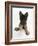 German Shepherd Dog Bitch Pup, Coco, 14 Weeks Old, with Raised Paw-Mark Taylor-Framed Photographic Print