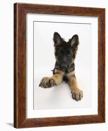 German Shepherd Dog Bitch Pup, Coco, 14 Weeks Old, with Raised Paw-Mark Taylor-Framed Photographic Print