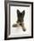 German Shepherd Dog Bitch Pup, Coco, 14 Weeks Old, with Raised Paw-Mark Taylor-Framed Photographic Print