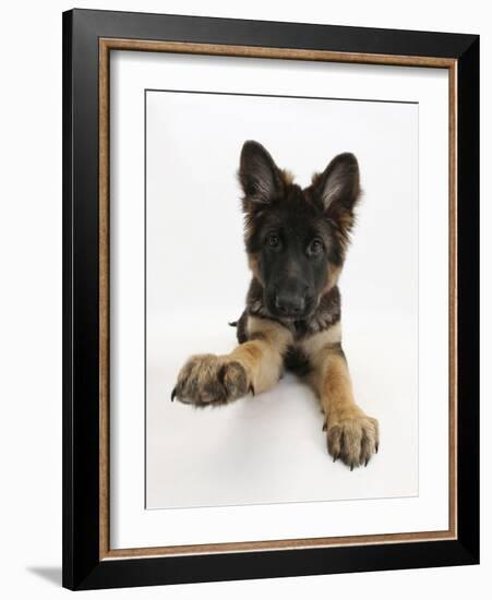 German Shepherd Dog Bitch Pup, Coco, 14 Weeks Old, with Raised Paw-Mark Taylor-Framed Photographic Print