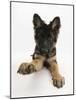 German Shepherd Dog Bitch Pup, Coco, 14 Weeks Old, with Raised Paw-Mark Taylor-Mounted Photographic Print
