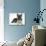 German Shepherd Dog Bitch Pup, Echo, Lying with Head Up-Mark Taylor-Photographic Print displayed on a wall
