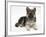 German Shepherd Dog Bitch Pup, Echo, Lying with Head Up-Mark Taylor-Framed Photographic Print