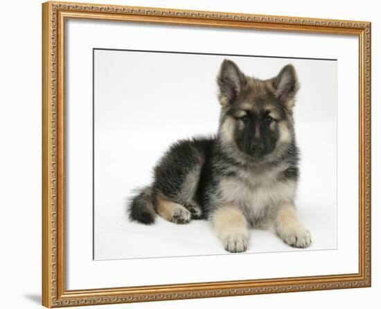 German Shepherd Dog Bitch Pup, Echo, Lying with Head Up-Mark Taylor-Framed Photographic Print