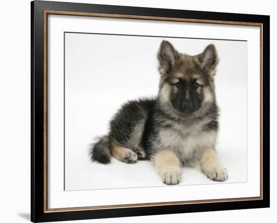 German Shepherd Dog Bitch Pup, Echo, Lying with Head Up-Mark Taylor-Framed Photographic Print