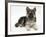 German Shepherd Dog Bitch Pup, Echo, Lying with Head Up-Mark Taylor-Framed Photographic Print