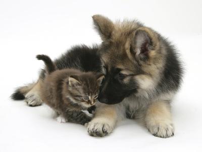 kitten and german shepherd