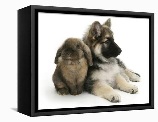 German Shepherd Dog Bitch Puppy, Echo, with Lionhead Rabbit-Mark Taylor-Framed Premier Image Canvas