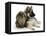 German Shepherd Dog Bitch Puppy, Echo, with Lionhead Rabbit-Mark Taylor-Framed Premier Image Canvas