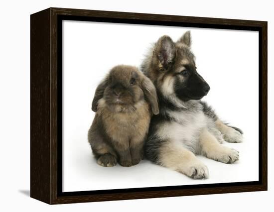 German Shepherd Dog Bitch Puppy, Echo, with Lionhead Rabbit-Mark Taylor-Framed Premier Image Canvas