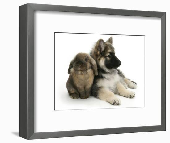 German Shepherd Dog Bitch Puppy, Echo, with Lionhead Rabbit-Mark Taylor-Framed Photographic Print