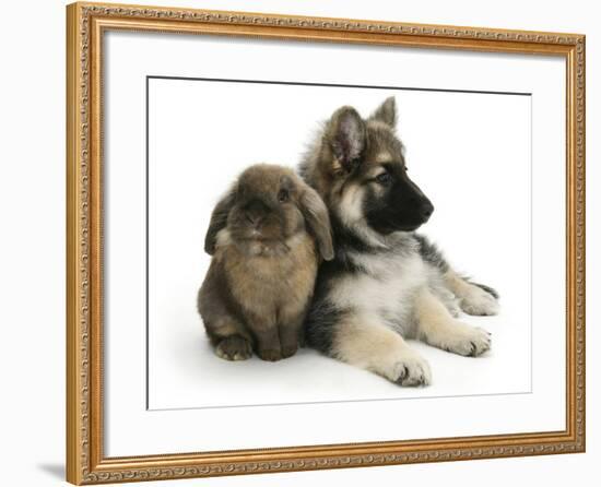 German Shepherd Dog Bitch Puppy, Echo, with Lionhead Rabbit-Mark Taylor-Framed Photographic Print