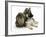German Shepherd Dog Bitch Puppy, Echo, with Lionhead Rabbit-Mark Taylor-Framed Photographic Print
