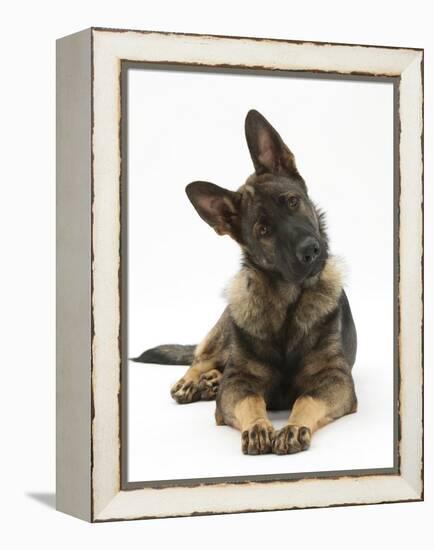 German Shepherd Dog Looking Inquisitively with Tilted Head-Mark Taylor-Framed Premier Image Canvas