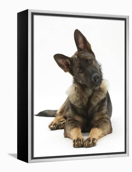 German Shepherd Dog Looking Inquisitively with Tilted Head-Mark Taylor-Framed Premier Image Canvas