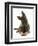 German Shepherd Dog Looking Inquisitively with Tilted Head-Mark Taylor-Framed Photographic Print