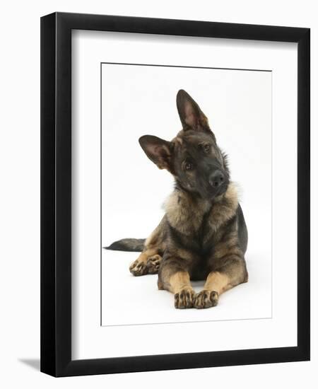 German Shepherd Dog Looking Inquisitively with Tilted Head-Mark Taylor-Framed Photographic Print