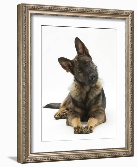 German Shepherd Dog Looking Inquisitively with Tilted Head-Mark Taylor-Framed Photographic Print