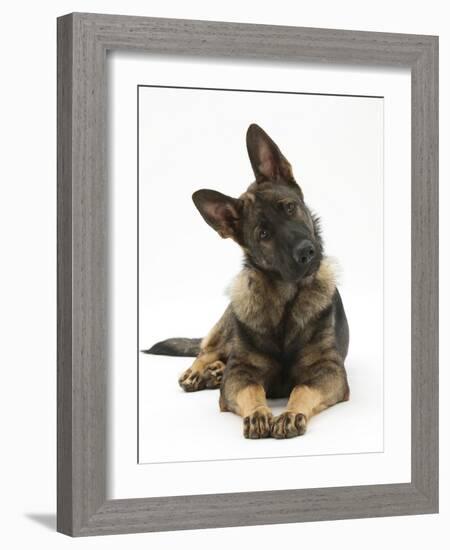 German Shepherd Dog Looking Inquisitively with Tilted Head-Mark Taylor-Framed Photographic Print