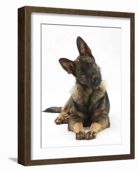 German Shepherd Dog Looking Inquisitively with Tilted Head-Mark Taylor-Framed Photographic Print