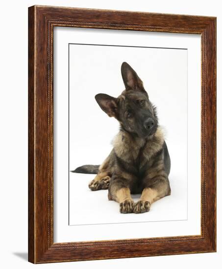 German Shepherd Dog Looking Inquisitively with Tilted Head-Mark Taylor-Framed Photographic Print