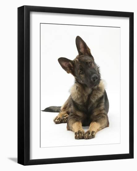 German Shepherd Dog Looking Inquisitively with Tilted Head-Mark Taylor-Framed Photographic Print