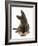 German Shepherd Dog Looking Inquisitively with Tilted Head-Mark Taylor-Framed Photographic Print