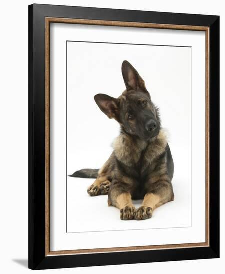 German Shepherd Dog Looking Inquisitively with Tilted Head-Mark Taylor-Framed Photographic Print