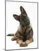 German Shepherd Dog Looking Inquisitively with Tilted Head-Mark Taylor-Mounted Photographic Print
