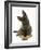 German Shepherd Dog Looking Inquisitively with Tilted Head-Mark Taylor-Framed Photographic Print