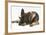 German Shepherd Dog Lying with His Chin on the Floor-Mark Taylor-Framed Photographic Print