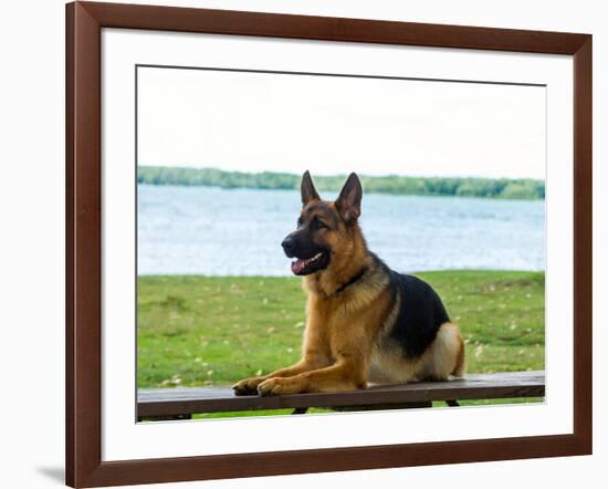 German shepherd dog sitting by river-null-Framed Photographic Print