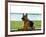 German shepherd dog sitting by river-null-Framed Photographic Print