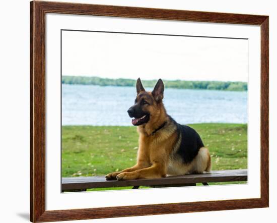 German shepherd dog sitting by river--Framed Photographic Print