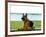 German shepherd dog sitting by river-null-Framed Photographic Print
