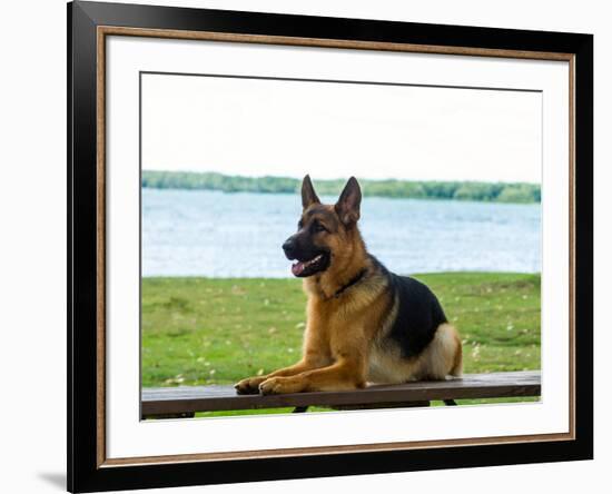 German shepherd dog sitting by river-null-Framed Photographic Print