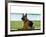 German shepherd dog sitting by river-null-Framed Photographic Print