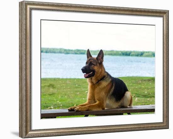 German shepherd dog sitting by river-null-Framed Photographic Print