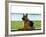 German shepherd dog sitting by river-null-Framed Photographic Print