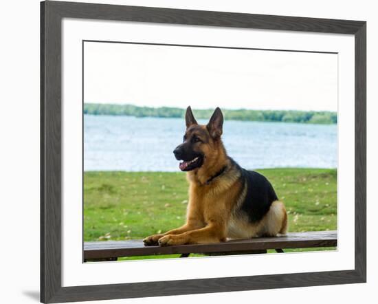 German shepherd dog sitting by river-null-Framed Photographic Print