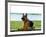 German shepherd dog sitting by river-null-Framed Photographic Print