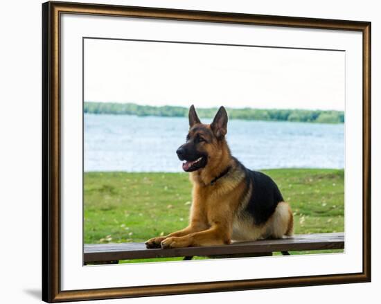 German shepherd dog sitting by river-null-Framed Photographic Print