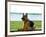 German shepherd dog sitting by river-null-Framed Photographic Print